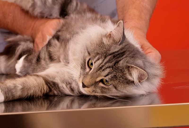 Prendersi cura del gatto ogni giorno!