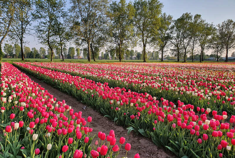 È iniziata l’ottava edizione di “Tulipani Italiani”!